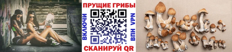 Галлюциногенные грибы Psilocybe Купить закладки Асино